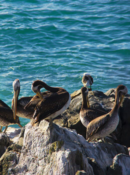 Imagen de pelicanos en grupo en la playa