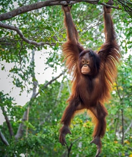 Orangutan colgado de una rama | Colombian Tourist