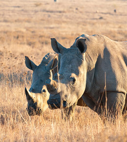 Imagen de rinoceronte en su habitat en uganda