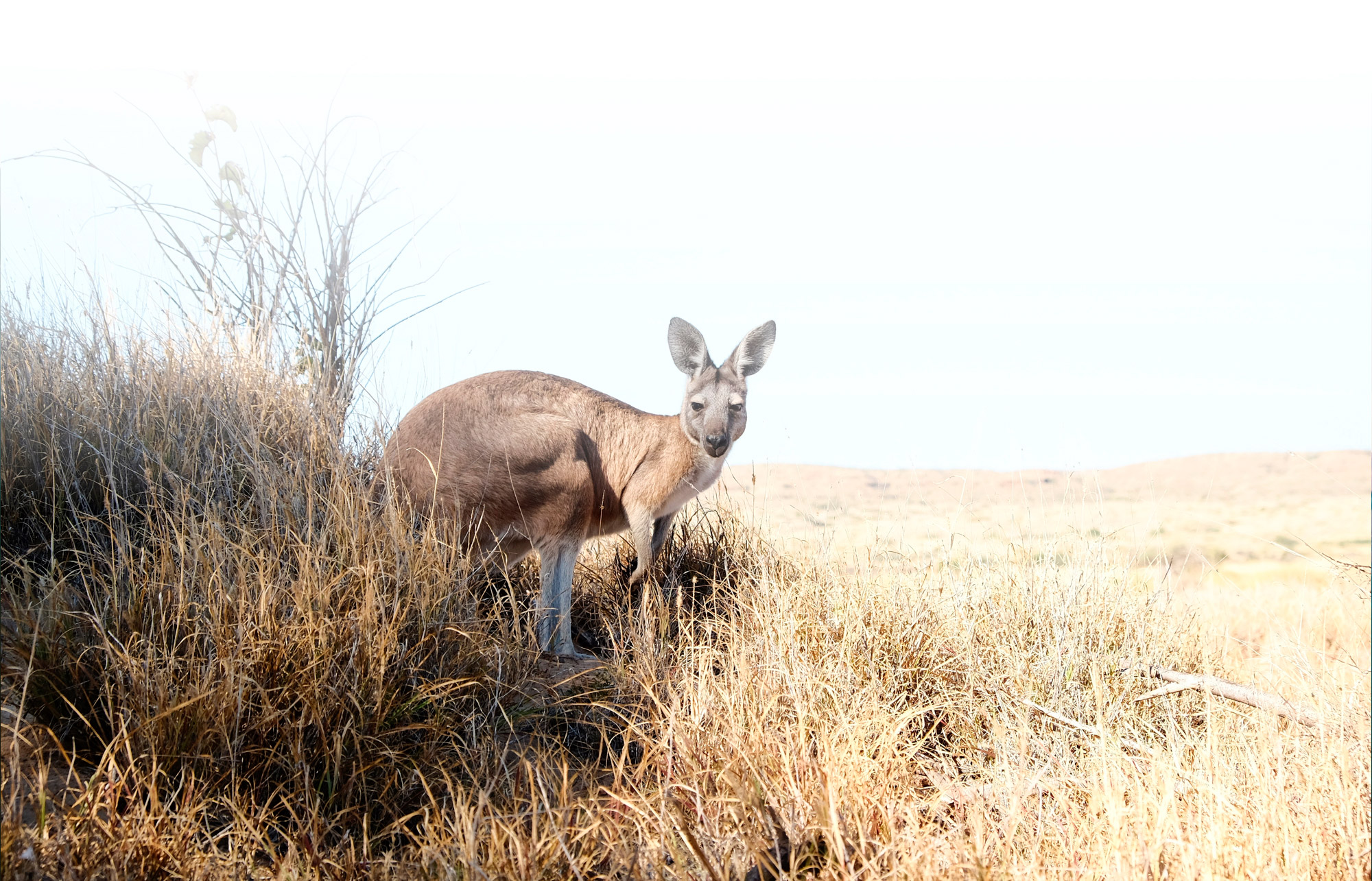 Imagen de un canguro, animal insignia del pais de Australia