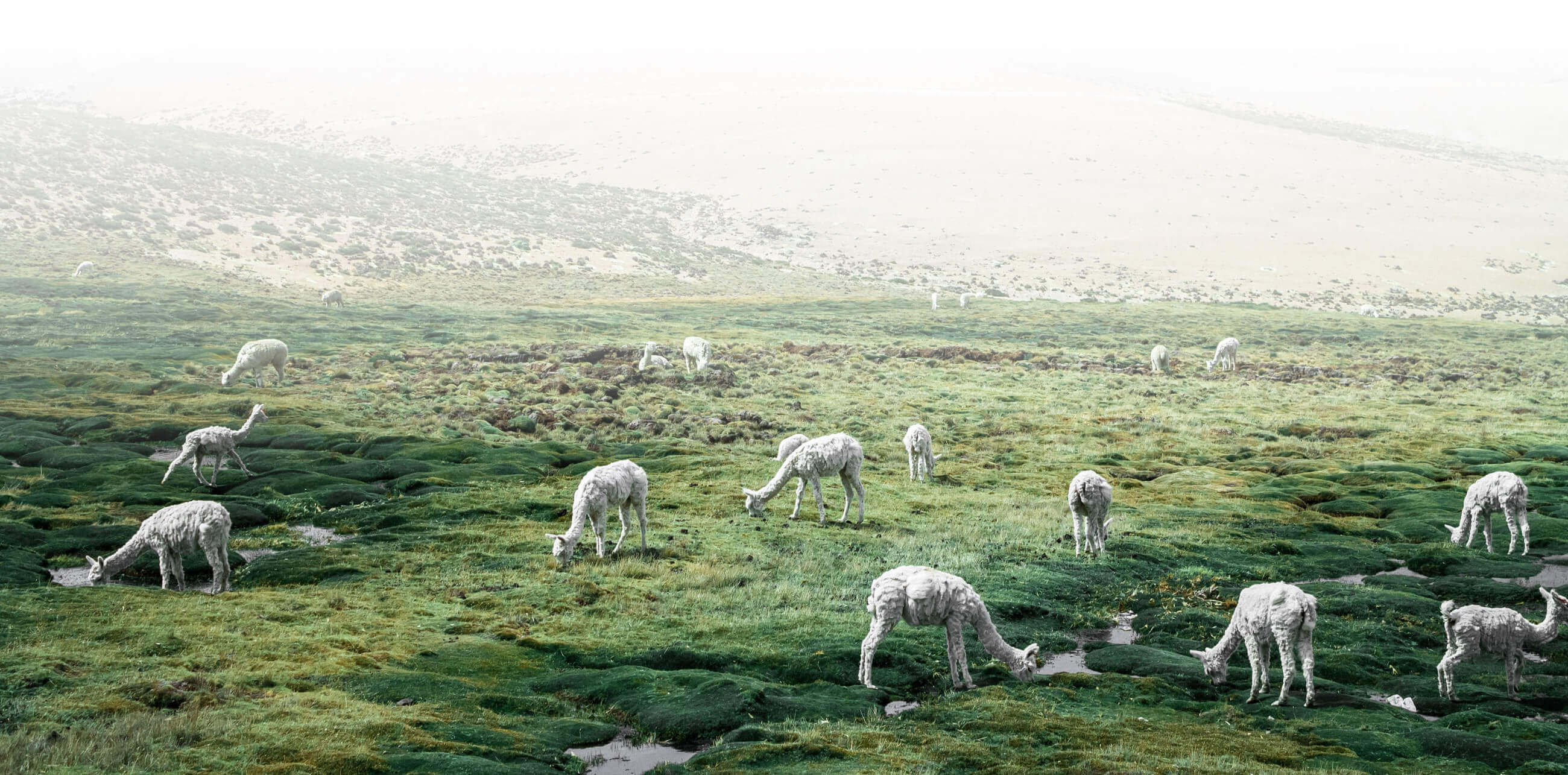 Alpacas peruanas | Colombian Tourist