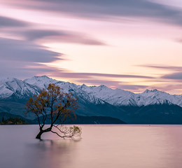 Imagen de arbol caido en medio del lago sobre un atardecer