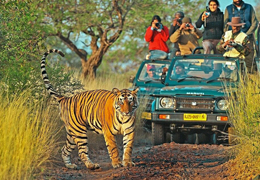 Safari de tgires en India | Colombian Tourist