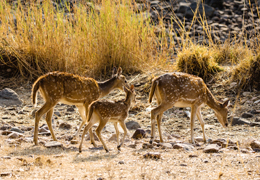 Parque Ranthambore, India | Colombian Tourist