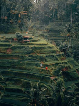 Terrazas escalonadas Bali | Colombian Tourist
