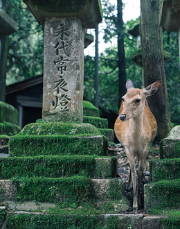 Imagen de uno de los paisajes de nara, una ciudad con importantes templos y obras de arte