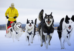 Hombre con lobos Siberianos de mascotas