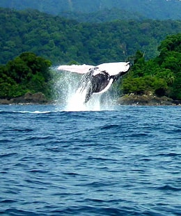 Avistamiento de ballenas en Utría | Colombian Tourist