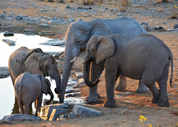Grupo de elefantes tomando agua en medio del desierto | Colombian Tourist