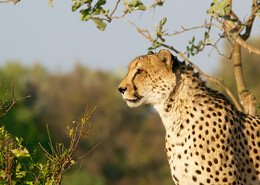 imagen de un guepardo o chita, este y muchos animales salvajes podras conocer al viajar a Nambia | Colombian Tourist