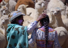 Nativos con alpacas en Perú | Colombian Tourist