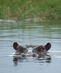 Imagen de un hipopotamos sumergido en uno de los lagos de los desiertos de uganda