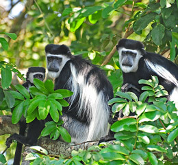 Imagen de un primate, una especie de mono africano llamado colobos
