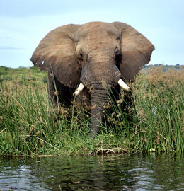 Imagen de un elefante en su habitat natural en uganda