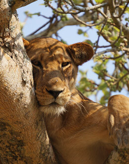 Imagen de un leon recostado en un arbol en uganda