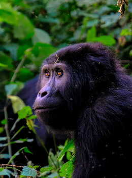 Imagen de un simio en uno de los bosques de africa central en uganda