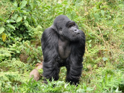 Circuito Uganda, la perla de África | Colombian Tourist