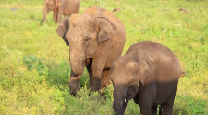 Elefantes en medio del prado | Colombian Tourist