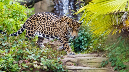 Primer plano de un jaguar | Colombian Tourist