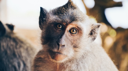 Imagen de un mono macaco en primer plano | Colombian Tourist