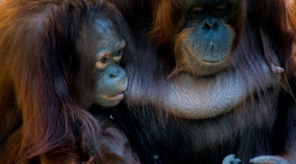 Orangután hembra alimetando a su cría | Colombian Tourist
