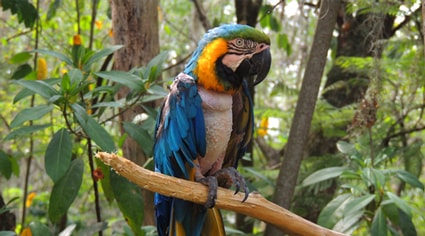 guacamayo colombiano en su hábitat natural | Colombian Tourist