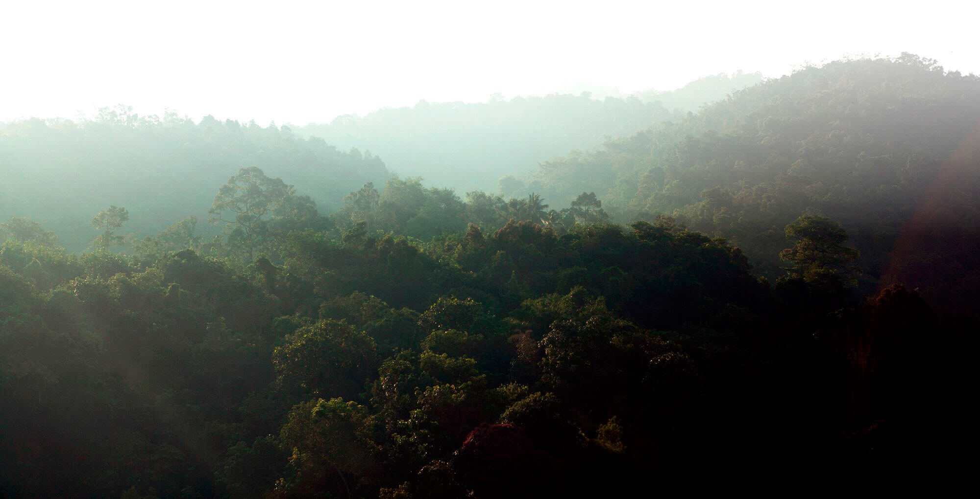 Imagen de paisaje montañoso lleno de arboles, un bosque hermoso al que puedes hacer un vuelo y escapar de la rutina | Colombian Tourist