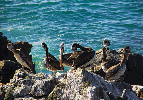 Imagen de grupo de aves descansando en medio del oceano
