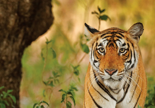 El tigre, animal nacional de India | Colombian Tourist