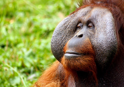 Orangután Reserva de Tanjun Harpan | Colombian Tourist