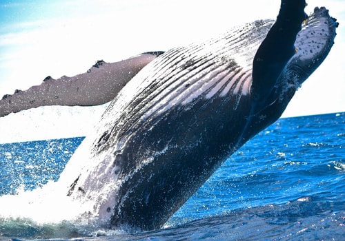 Ballena jorobada saltando del mar | Colombian Tourist