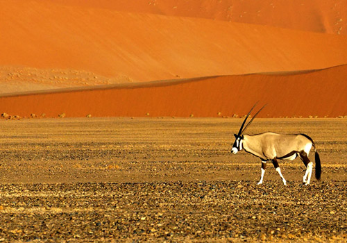 Imagen de una gacela orice originario de Africa, uno de los paisajes que se encuentran en etosha el santuario de agua seca | Colombian Tourist