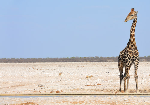 Jirafa en el desierto mas antiguo del mundo ubicado en Namibia | Colombian Tourist