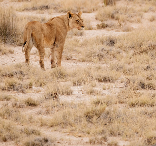 Imagen de un leon en medio de su habitat natural | Colombian Tourist