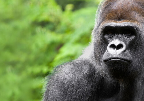 Imagen de un gorila sobre la niebla en el bosque de africa central