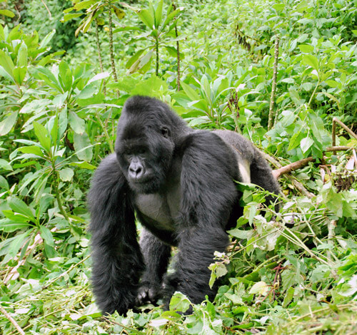 Imagen de un gorila caminando por la selva en uganda