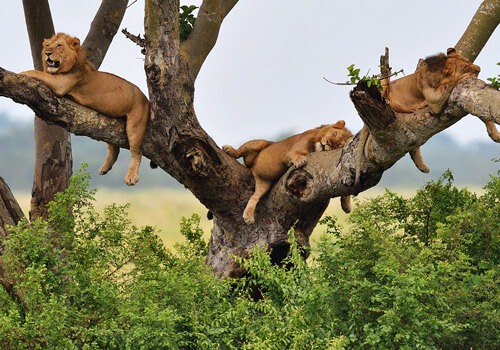Imagen de leones descansando sobre los arboles