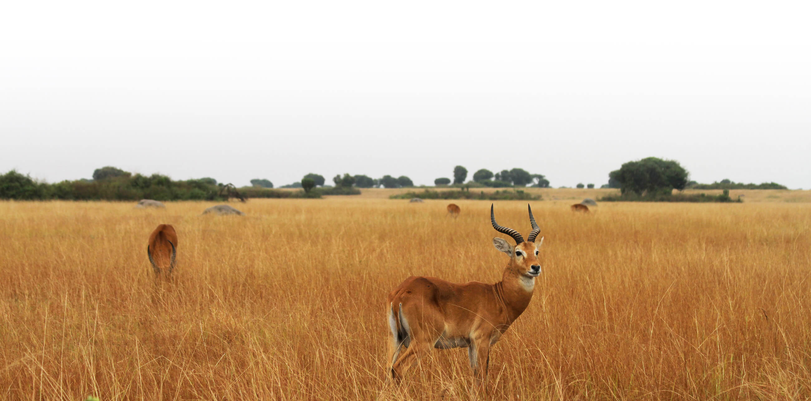 Imagen de una gacela en su habitat natural