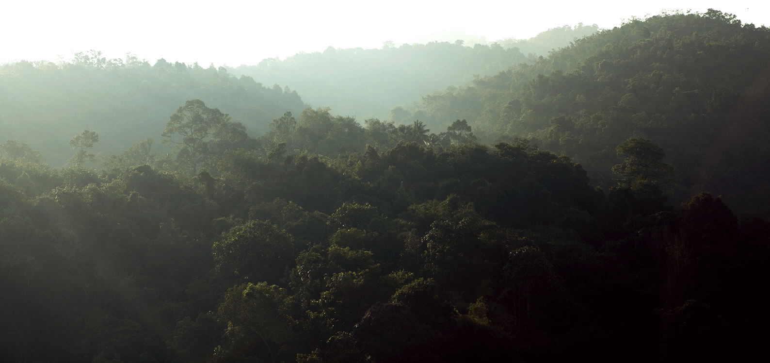 Paisaje de arboles Colombian Tourist