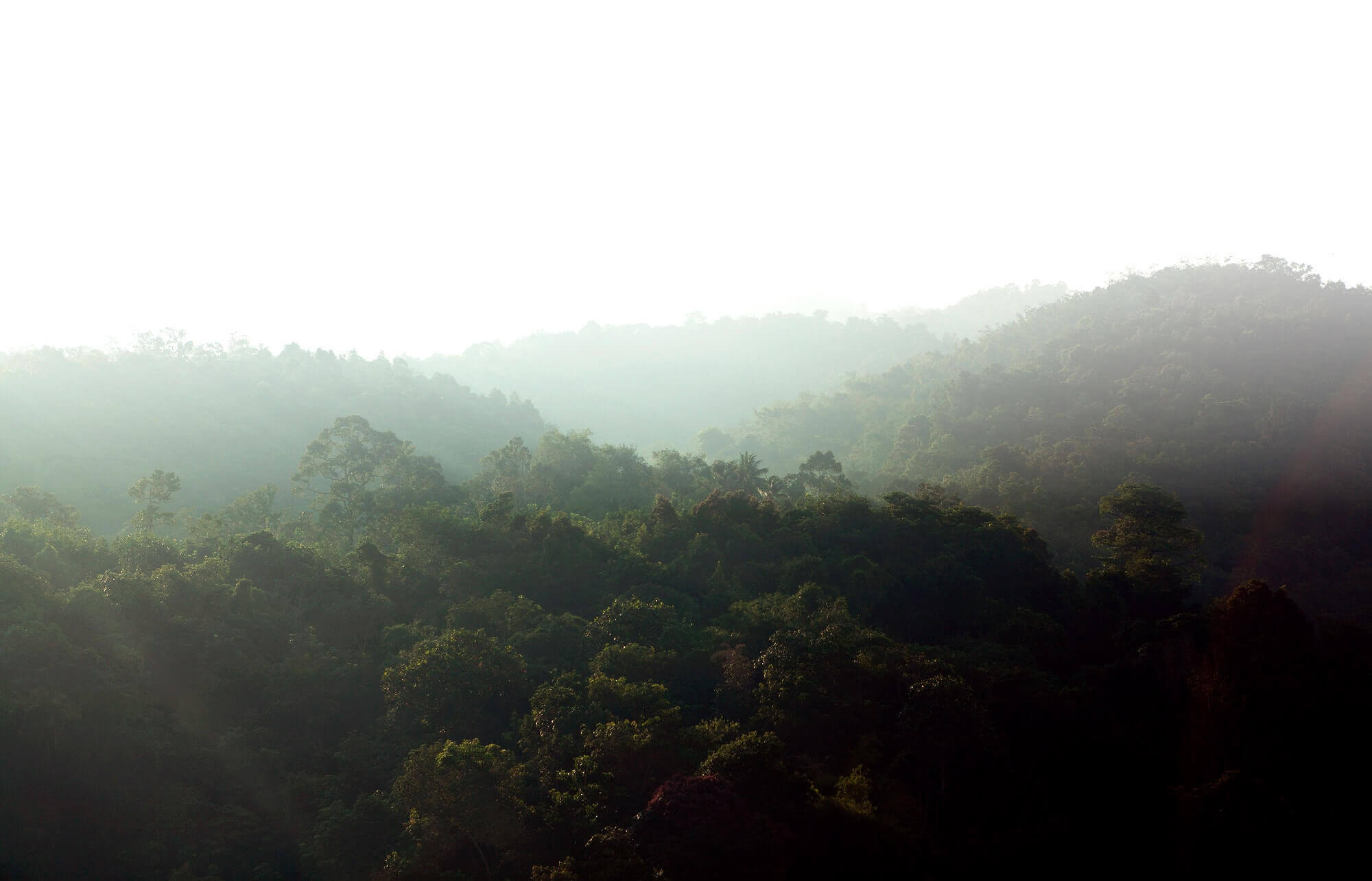 imagen de bosque vuelos | Colombian Tourist